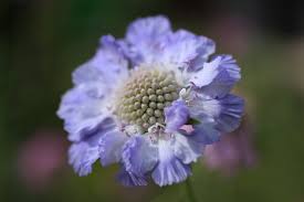 Image result for scabiosa caucasica