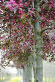 Attēlu rezultāti vaicājumam “Malus purpurea leaf”