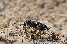 Attēlu rezultāti vaicājumam “Cicindela sylvatica”
