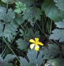 Attēlu rezultāti vaicājumam “Ranunculus repens”