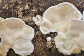 Attēlu rezultāti vaicājumam “Antrodiella semisupina”