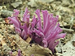 Attēlu rezultāti vaicājumam “Clavaria zollingeri”