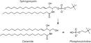 ceramide pronunciation