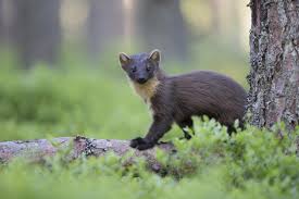 Attēlu rezultāti vaicājumam “Martes martes”