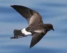 Image result for Oceanodroma monorhis