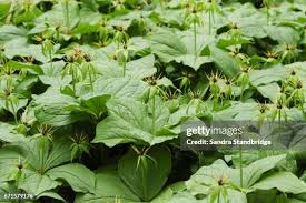 Attēlu rezultāti vaicājumam “Paris quadrifolia fruit”