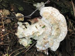 Attēlu rezultāti vaicājumam “Postia guttulata”