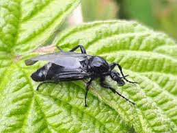 Attēlu rezultāti vaicājumam “Bibionidae female”