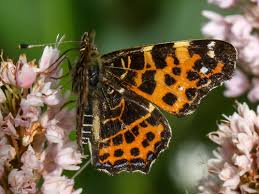 Attēlu rezultāti vaicājumam “Araschnia levana upperside”