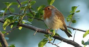 Attēlu rezultāti vaicājumam “Erithacus rubecula adult”