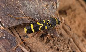 Attēlu rezultāti vaicājumam “Clytus arietis”