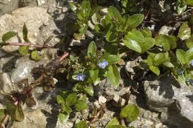 Attēlu rezultāti vaicājumam “Veronica beccabunga bud”