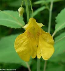 Attēlu rezultāti vaicājumam “Impatiens noli-tangere flower”