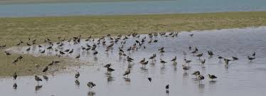 Attēlu rezultāti vaicājumam “Thecabius affinis imago”