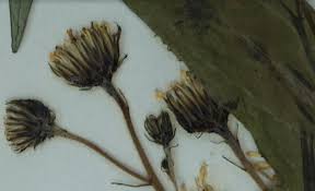 Attēlu rezultāti vaicājumam “Hieracium vulgatum bud”