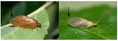 Attēlu rezultāti vaicājumam “Hemerobiidae”