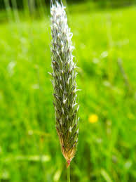 Attēlu rezultāti vaicājumam “Alopecurus pratensis fruit”