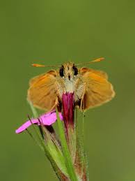 Attēlu rezultāti vaicājumam “Thymelicus sylvestris underside”