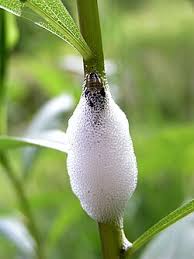 Attēlu rezultāti vaicājumam “Aphrophora salicina”