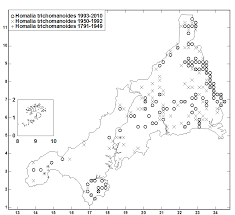 Attēlu rezultāti vaicājumam “Homalia trichomanoides sporophyte”