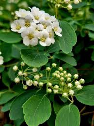 Attēlu rezultāti vaicājumam “Spiraea”