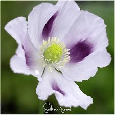 Image result for Papaver somniferum White Cloud