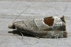 Attēlu rezultāti vaicājumam “Notocelia uddmanniana”