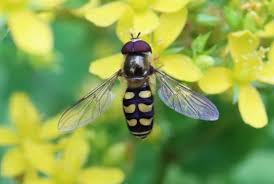 Attēlu rezultāti vaicājumam “Eupeodes nielseni”