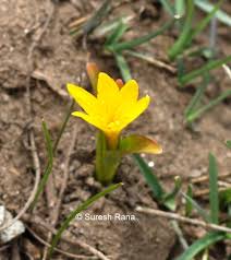 Attēlu rezultāti vaicājumam “Colchicum luteum flower”