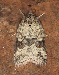 Attēlu rezultāti vaicājumam “Nycteola sp.”