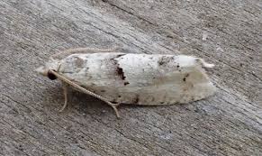 Attēlu rezultāti vaicājumam “Epinotia bilunana”