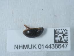 Attēlu rezultāti vaicājumam “Enochrus affinis”