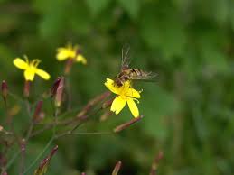 Attēlu rezultāti vaicājumam “Mycelis muralis”
