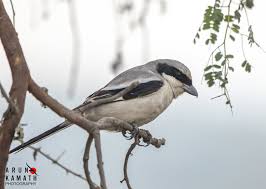 Attēlu rezultāti vaicājumam “Lanius excubitor adult”