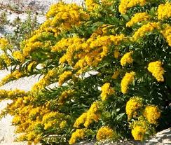 Attēlu rezultāti vaicājumam “Solidago canadensis flower”