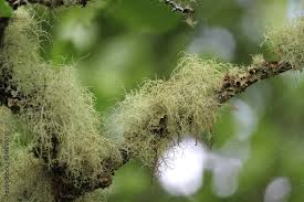 Attēlu rezultāti vaicājumam “Usnea filipendula”