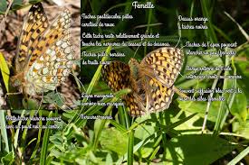 Attēlu rezultāti vaicājumam “Argynnis niobe”