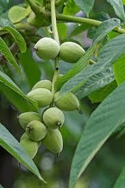 Attēlu rezultāti vaicājumam “Juglans mandshurica”