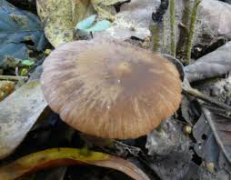 Attēlu rezultāti vaicājumam “Lycogala cf. oleocrystalliferum”