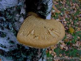 Attēlu rezultāti vaicājumam “Pholiota heteroclita”