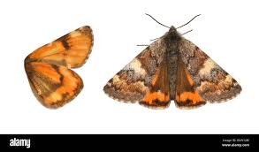 Attēlu rezultāti vaicājumam “Archiearis parthenias”