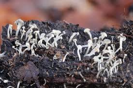 Attēlu rezultāti vaicājumam “Cudoniella acicularis”