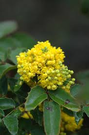 Attēlu rezultāti vaicājumam “Mahonia aquifolium”
