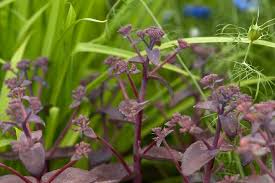 Attēlu rezultāti vaicājumam “Hylotelephium telephium flower”