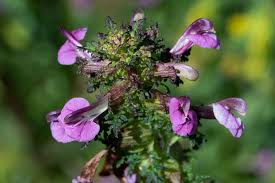 Attēlu rezultāti vaicājumam “Pedicularis palustris”