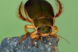 Attēlu rezultāti vaicājumam “Dytiscus dimidiatus”