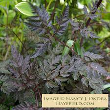 Attēlu rezultāti vaicājumam “Anthriscus sylvestris leaf”