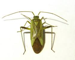 Attēlu rezultāti vaicājumam “Adelphocoris quadripunctatus imago”