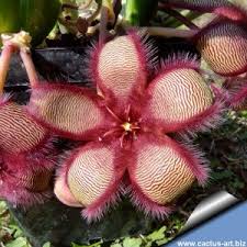 Attēlu rezultāti vaicājumam “Asclepiadaceae”