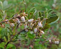 Attēlu rezultāti vaicājumam “Chamaedaphne calyculata flower”